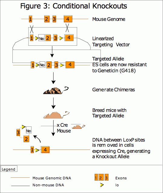 figure 3: conditional knockouts